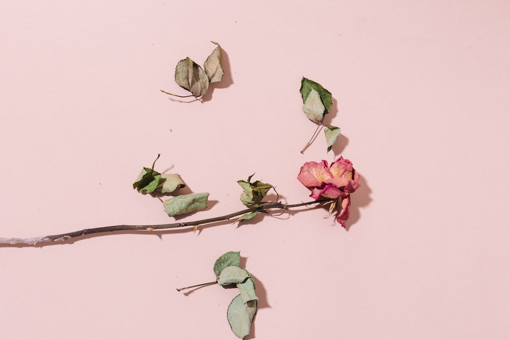 Buy Best Online Preserved Flowers In Singapore