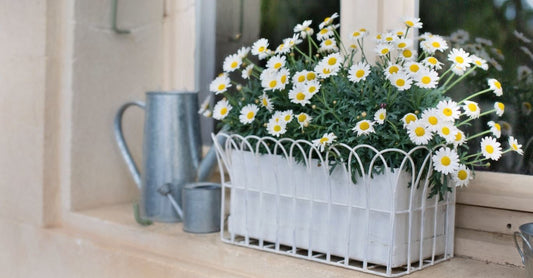 Send Flowers In A Box Across Singapore