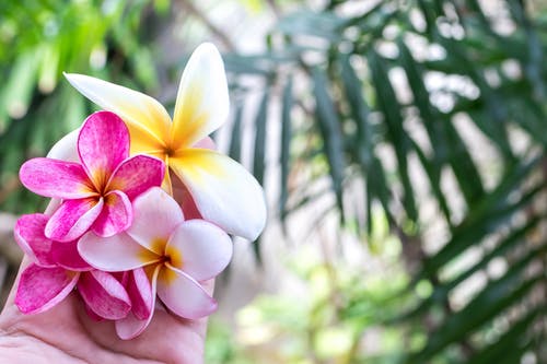 Flowers That Bloom 365 Days In Singapore!