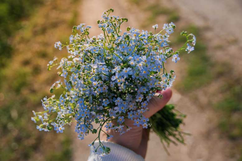 Tips for Planting and Growing Forget Me Not Plant