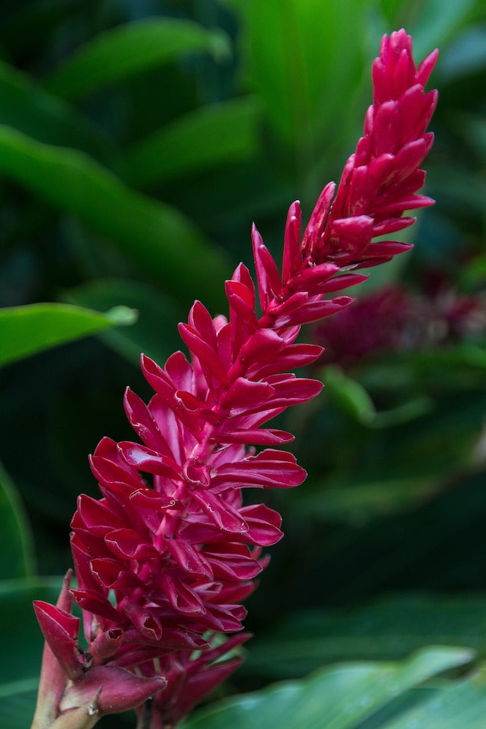 The Allure of Ginger Flowers: Meaning, Uses, Types & Care Guide