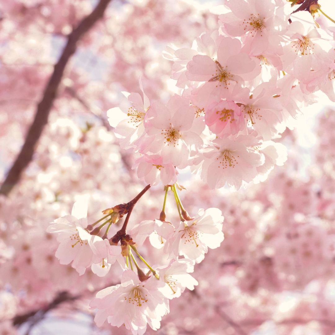 Peach Blossom Symbolism in Different Cultures