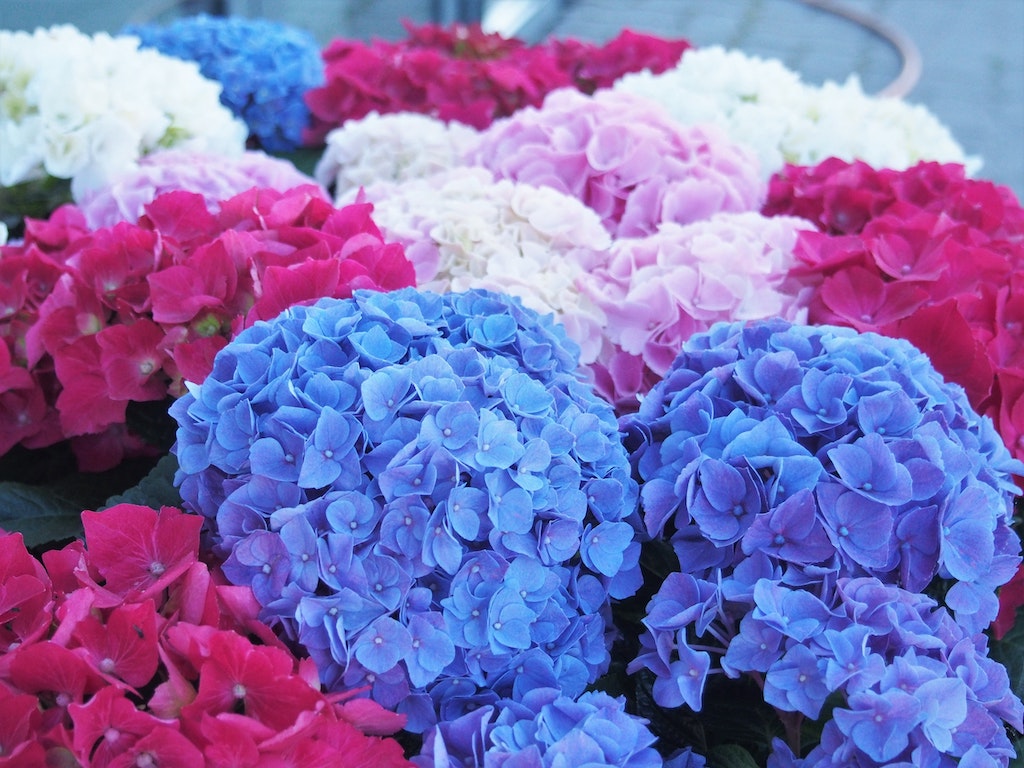 Hydrangea: Planting And Caring Guide