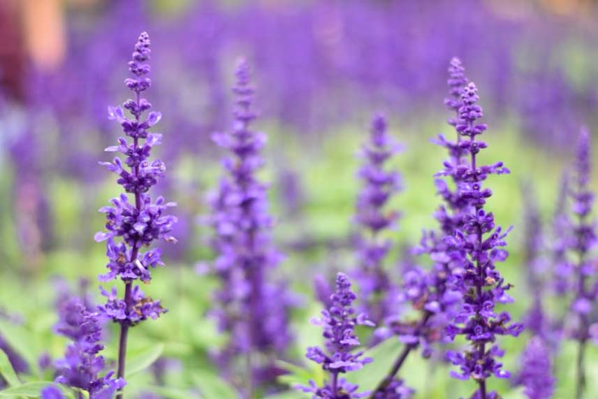 Lavender Symbolism Explained: Purity, Healing & Spiritual Power