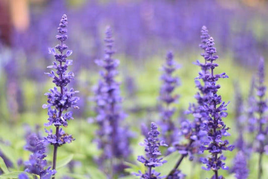 Lavender Symbolism Explained: Purity, Healing & Spiritual Power