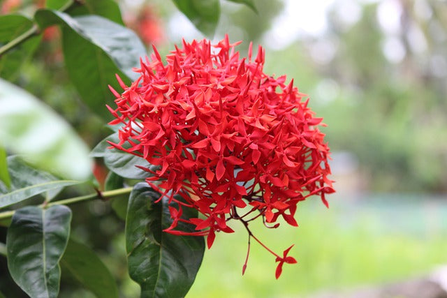 Brighten Your Space with Ixora Plants – Year-Round Blooms & Easy Care!