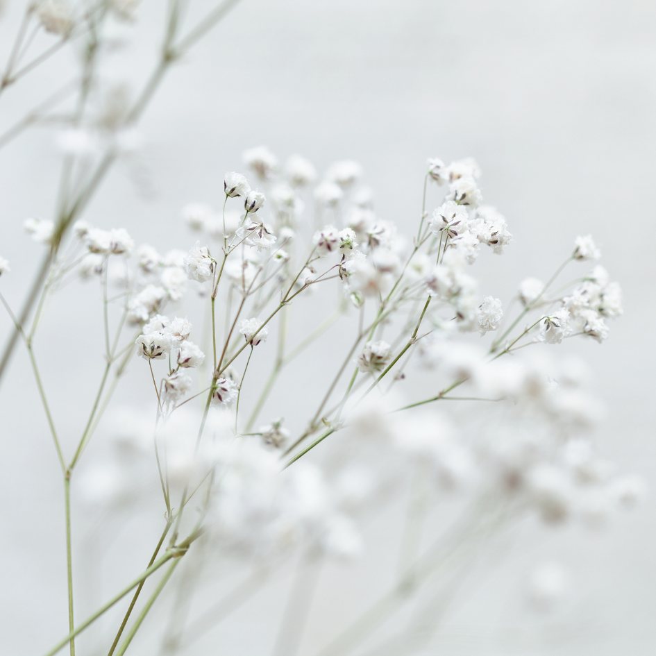 Baby's Breath, Why This Flower Are Popular?