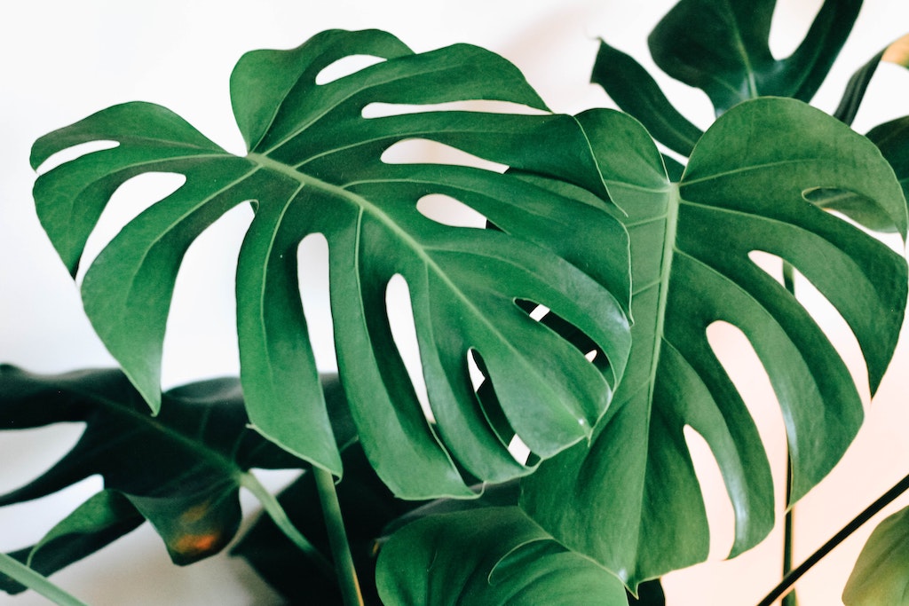 Learn How To Care For Monstera Plant