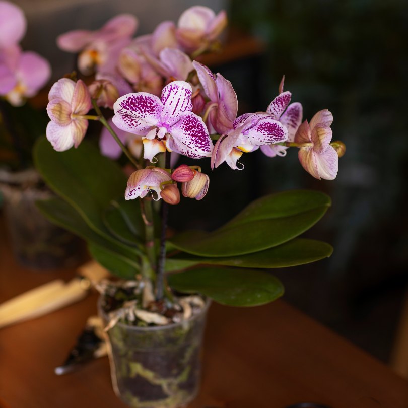 Orchids Guides: Definition, Facts, and Tips