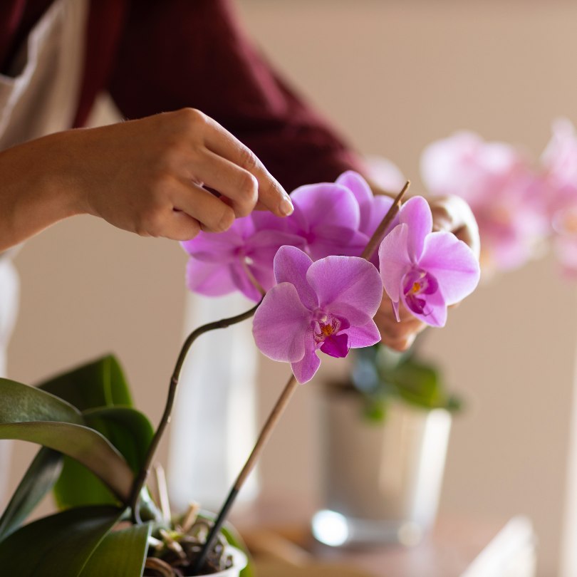 Buy The Gorgeous Hybrid Flower Vanda Miss Joaquim Online