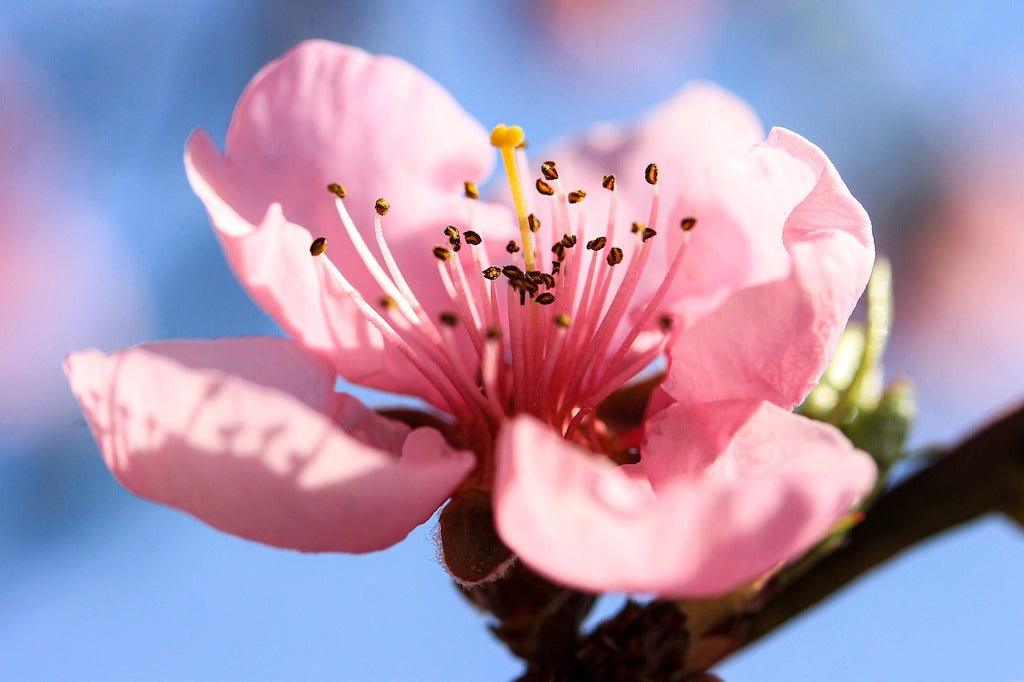 Can you Identify the difference between Cherry Blossom and Peach Blossoms?