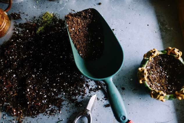 Growing Bird's Nest Fern While Knowing Its Problems and Benefits