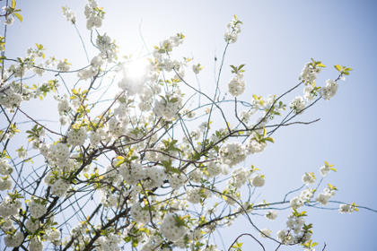 The Gorgeous Chinese Flowers - Plum Blossom