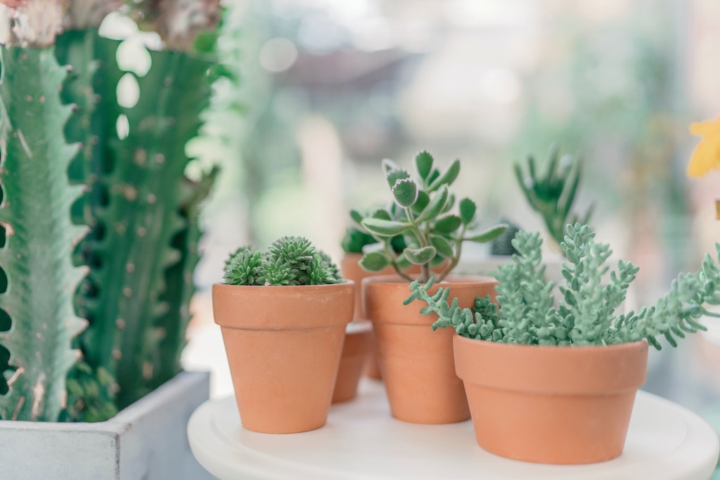 Best Low Maintenance Indoor Plants in Singapore That Helps Purify the Air