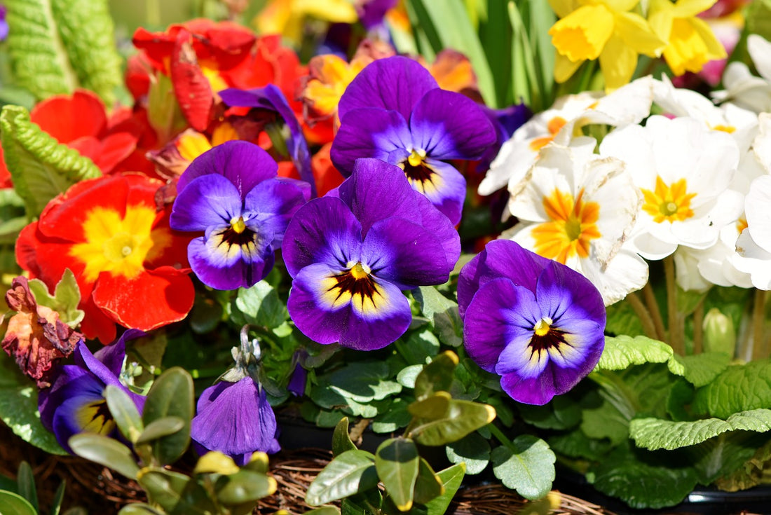 Benefits of Primrose | FlowerAdvisor