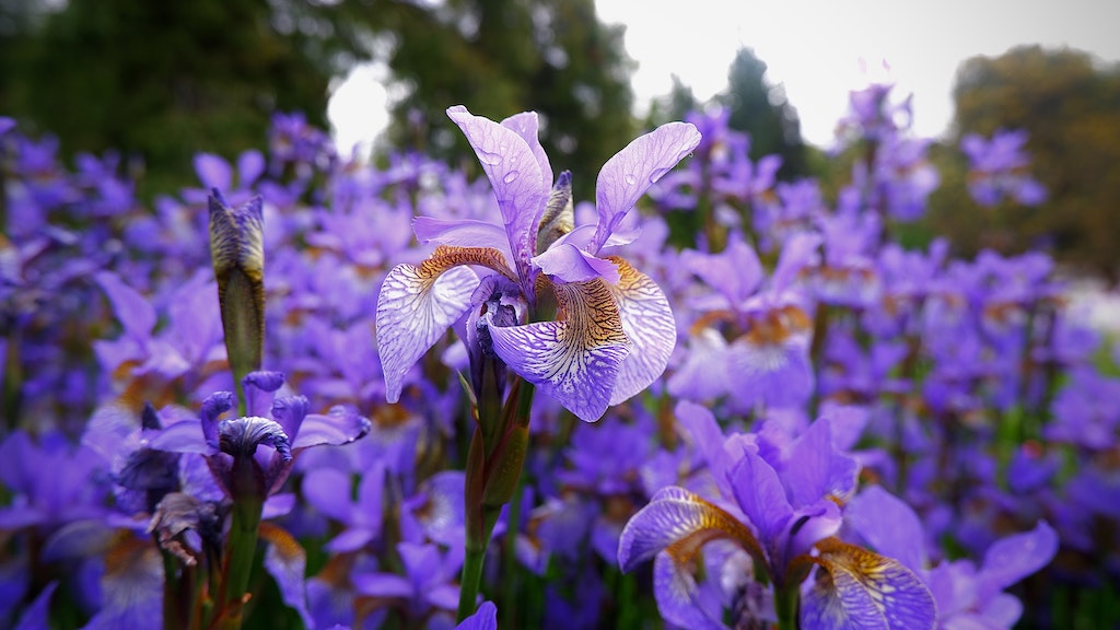 Iris Flower: A Journey Through Its Symbolism and Arrangements