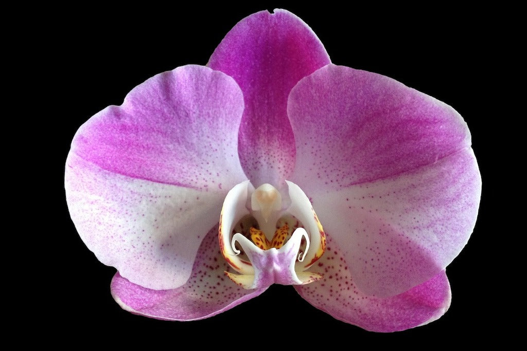 Phalaenopsis Orchid | Moth Orchid Flower Singapore