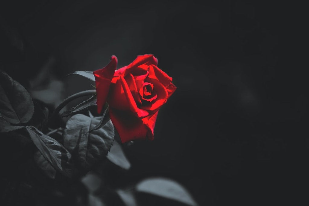 Roses Singapore Delivery, Perfect Option to Show Your Intention