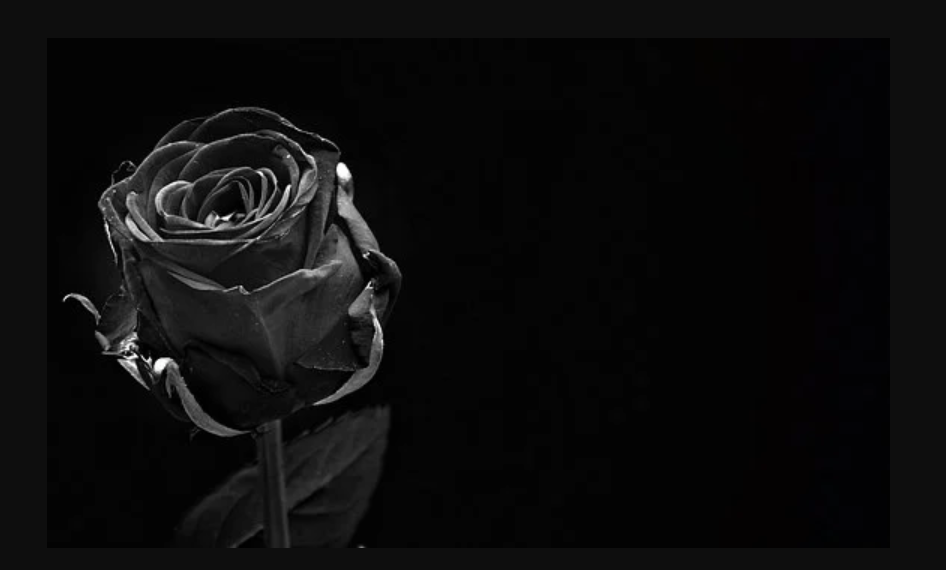 The Enchanting Black Roses, Are The Real or Dyed?