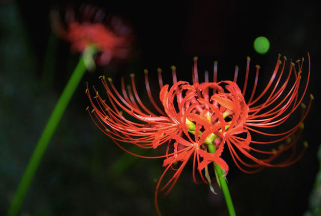 How To Grow The Lovely Spider Lilies?