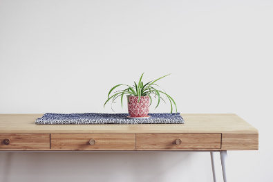 Refresh Your Home With Succulent Plants
