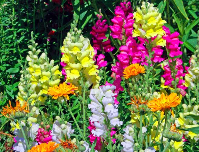 5 Beautiful Flowers That Can Kill You