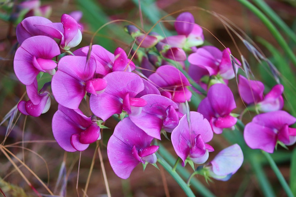 Sweet Pea Bouquet Singapore - FlowerAdvisor