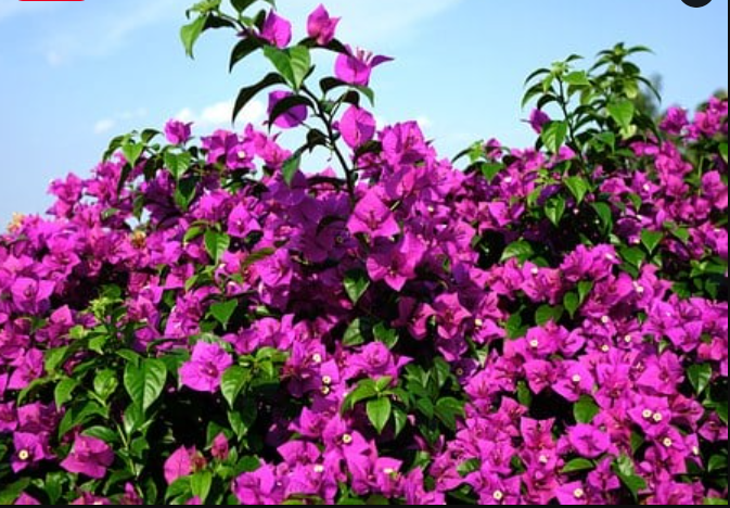The Best Way and Where to Grow Bougainvillea