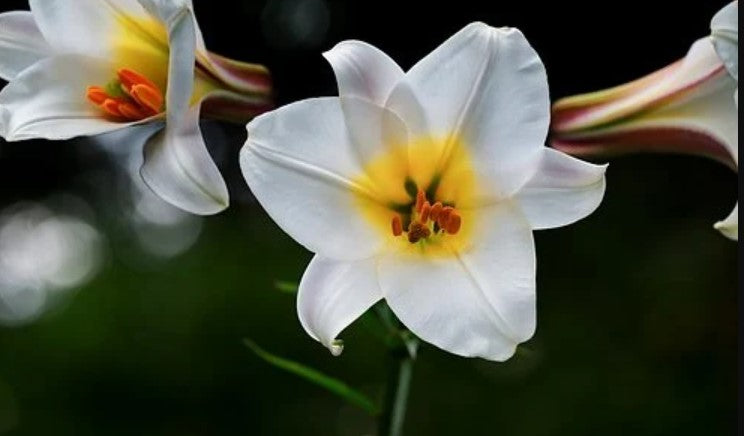 How & Where to Grow Various Kinds of Lilies