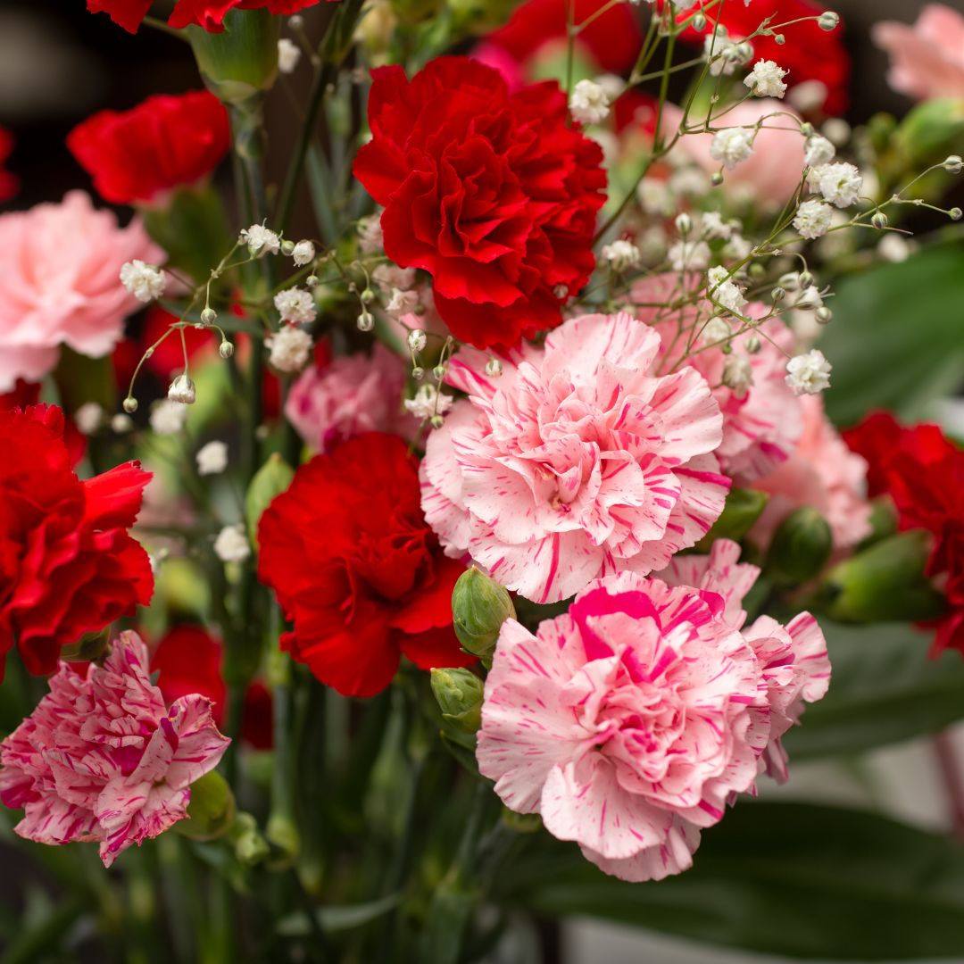 Celebrate Love with Valentine’s Carnations and Chocolates