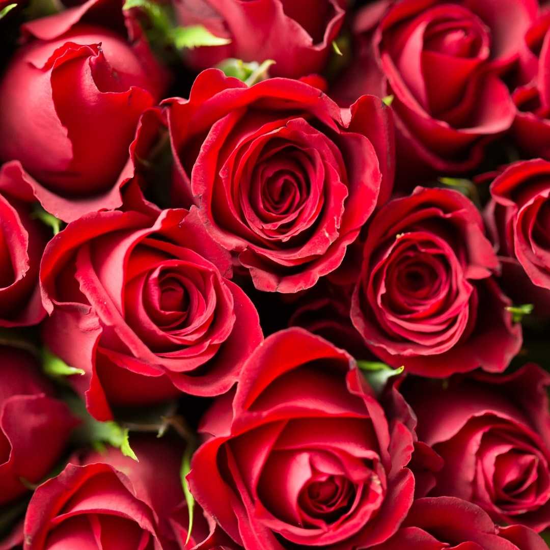 The Psychological Meaning Behind Valentine’s Flower Colors
