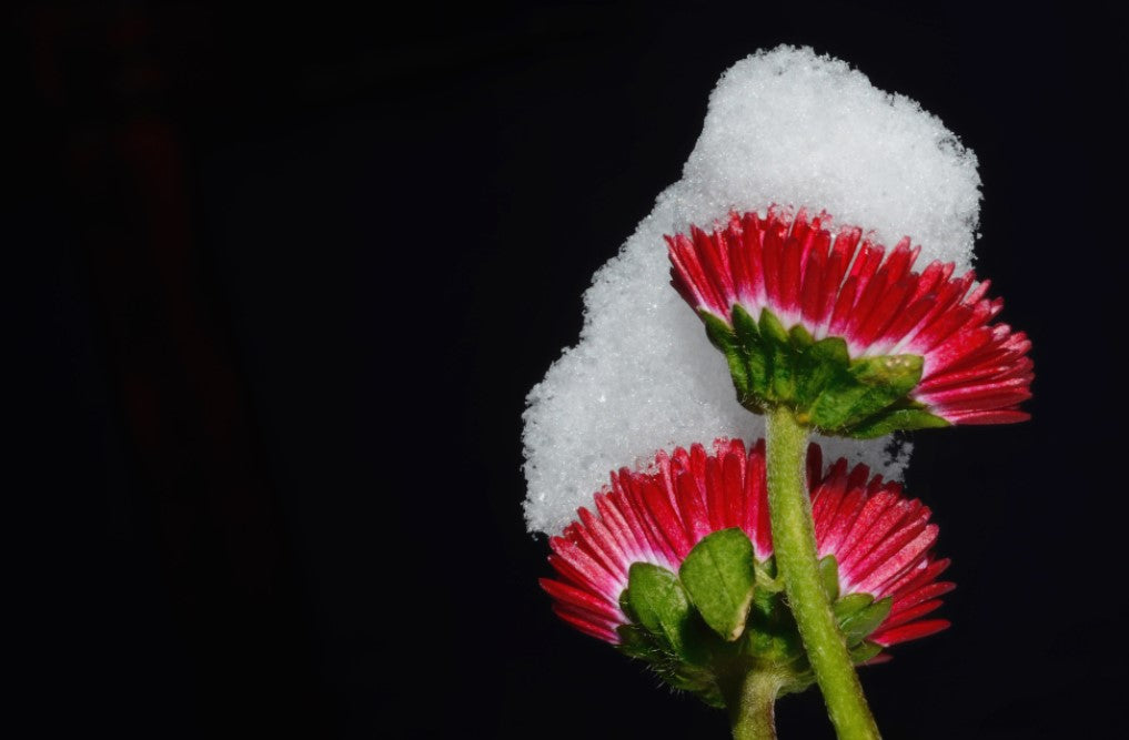 12 Variety of Winter Flowers – Bloom Beautifully in Cold Weather