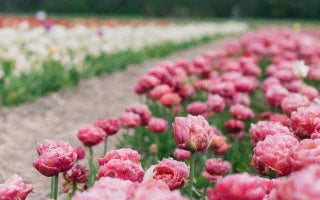 Flowers Trend 2025: The Hottest Floral Styles for Singapore