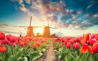 Why Tulips Are the Best Flower to Express Romantic Feelings