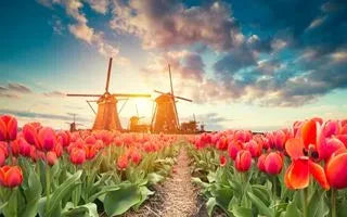Why Tulips Are the Best Flower to Express Romantic Feelings