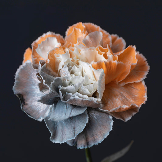 Reasons Why Carnations Are The Best Choice for Your Special Days