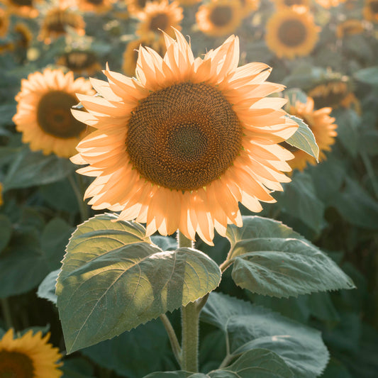 Flowers That Look Like Sunflowers: Bright Blooms and Cheerful Gift Ideas