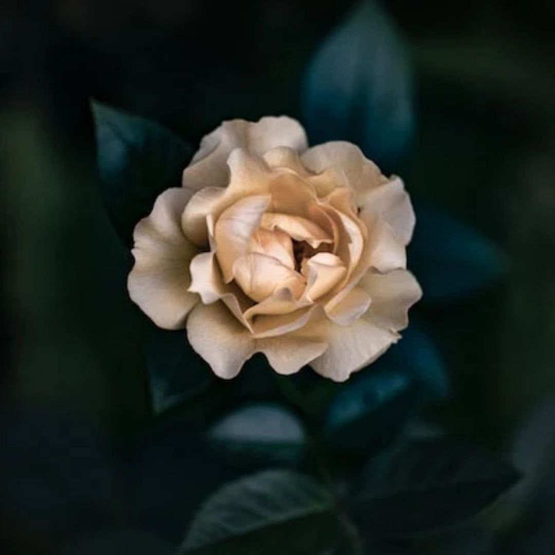 Top 10 Beautiful Popular Flowers in Singapore