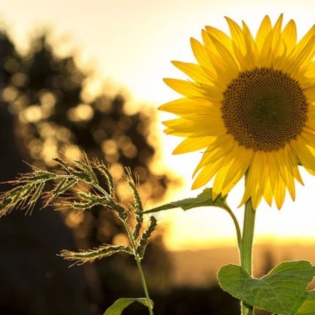 Sunflower Meaning: Symbolism, Gifting & When to Give Them
