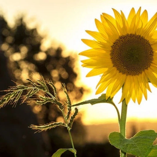 Sunflower Meaning: Symbolism, Gifting & When to Give Them
