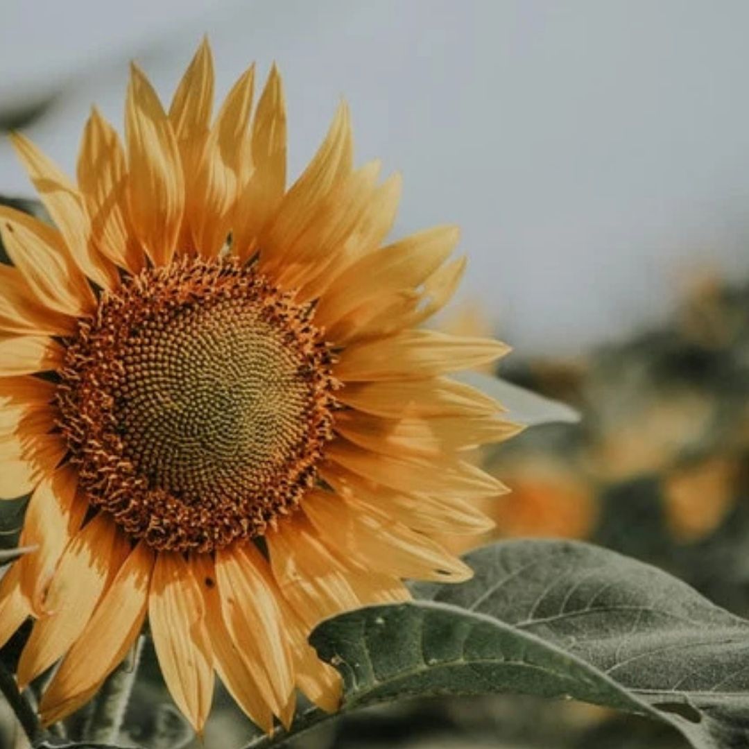 7 Interesting Sunflower Facts and Why They Make Great Gifts