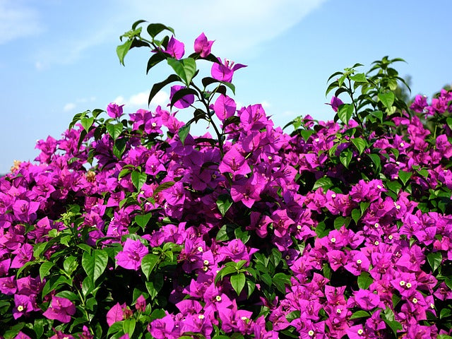 Growing And Caring Tips For Bougainvillea | FlowerAdvisor