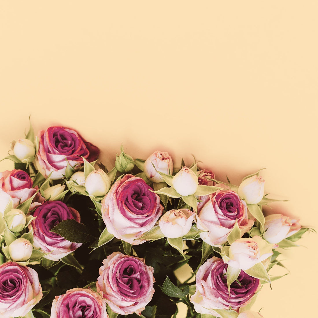 3 Most Romantic Roses to Tell Her “I Love You”