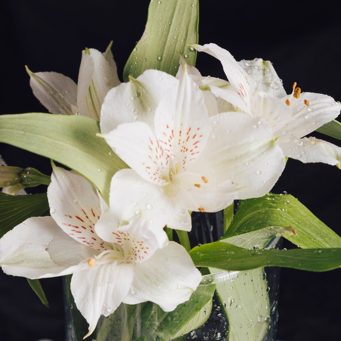 Lily of the Valley Meaning & Flower Gifts Singapore