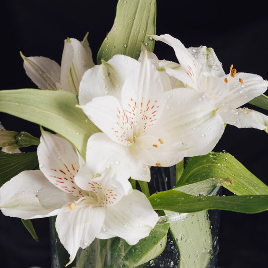 Lily of the Valley Meaning & Flower Gifts Singapore