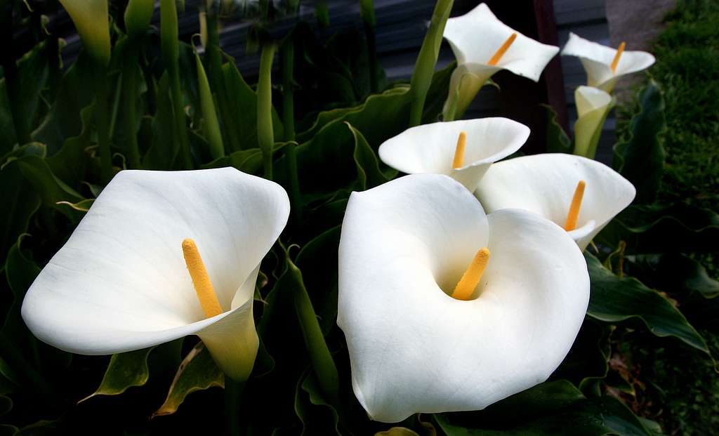 Catch About The elegant Calla Lilies