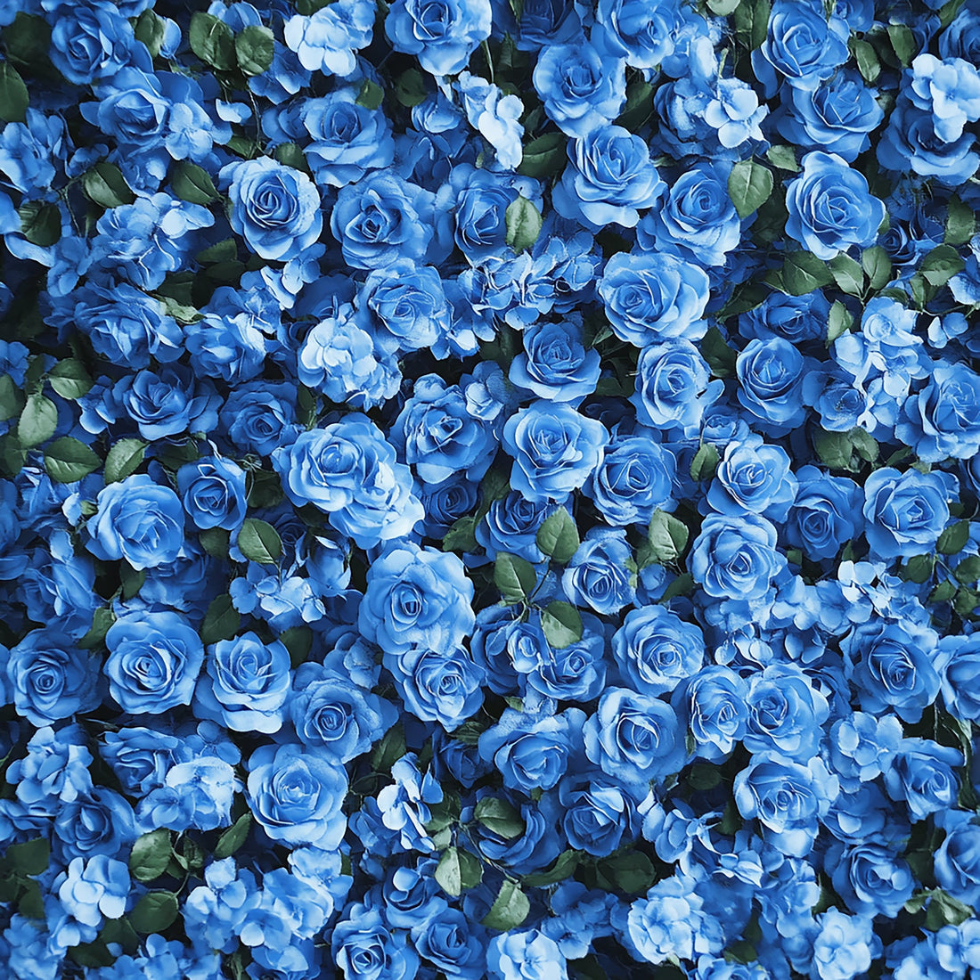 What Does Blue Roses Mean? Meaning, Care Tips, and Gift Ideas