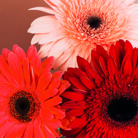 Gerbera Flower Meaning & Gerbera Gifts Singapore