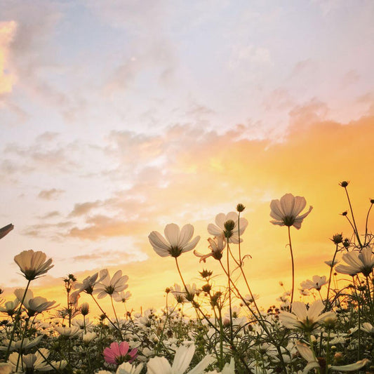 Flower Recommendations for MBTI Types: Find Your Match!