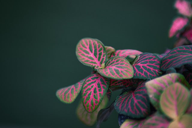 Grow Your Knowledge on the Indoor Plant Calathea